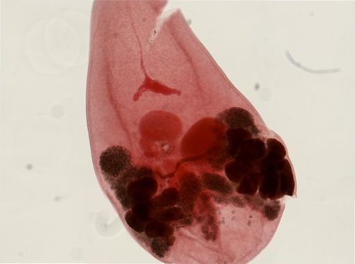 Microphallus opacus