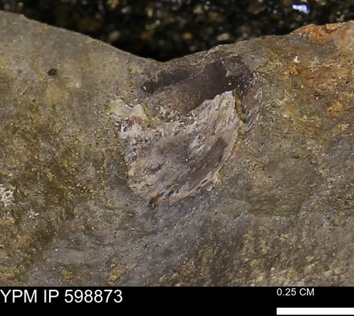 undet. Mollusca