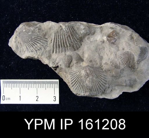 Dinorthis charletona