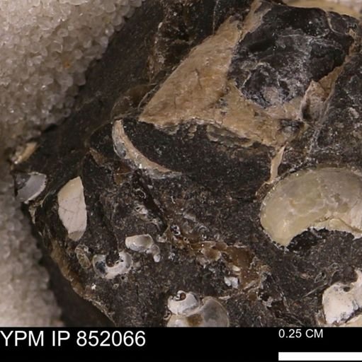 undet. Bivalvia
