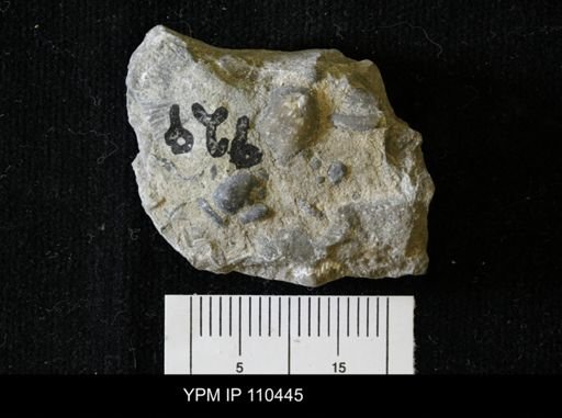 Calymene niagarensis
