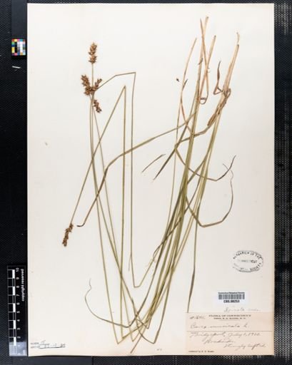 Carex muricata
