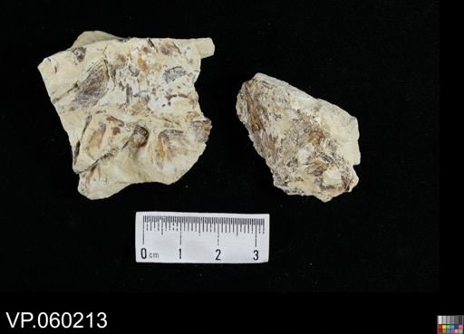 undet. Actinopterygii