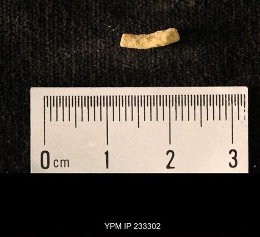 Archaeocidaris sp.