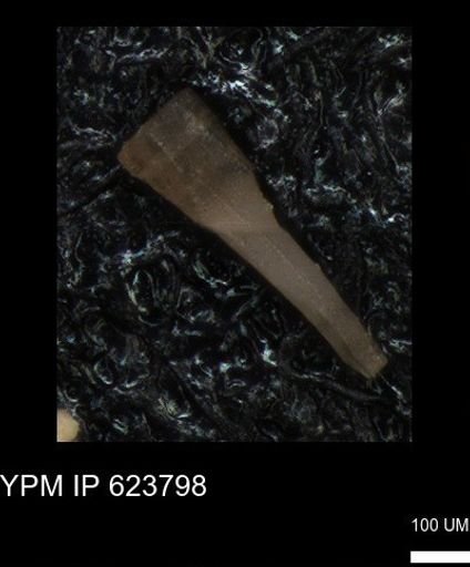undet. Echinoidea