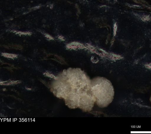 undet. Foraminiferida