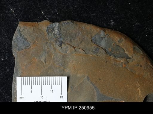 Eurypterus pittsfordensis