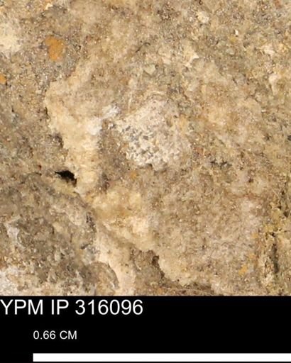 undet. Mollusca