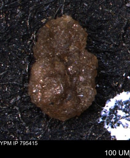 Ammobaculites euides