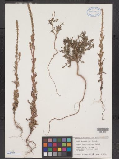 Kochia scoparia
