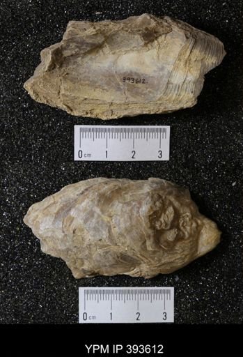 Ostrea glabra