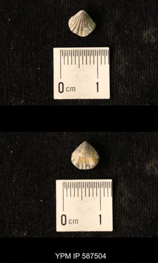 Camarotoechia whitei