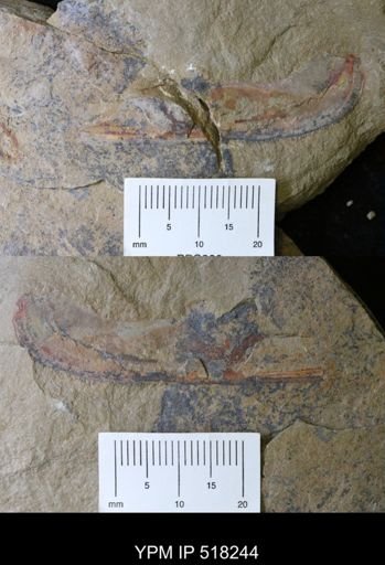undet. Arthropoda