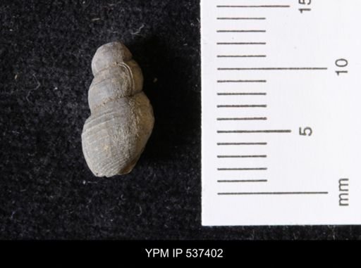 Goniobasis ortmanni