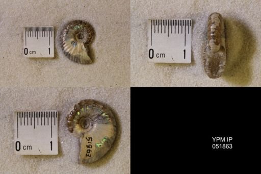 Hoploscaphites nicolletii