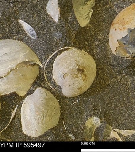 Protocardia sp.