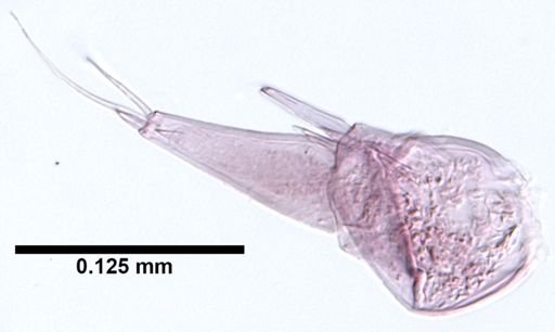 Hyalella cf. azteca
