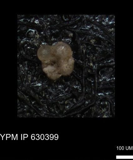undet. Rugoglobigerinidae