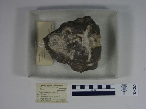 Lystrosaurus sp.