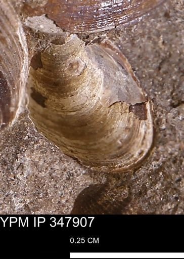 undet. Bivalvia