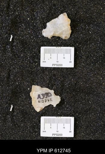 undet. Ostreidae