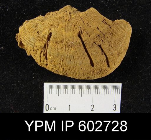 undet. Strophomenida