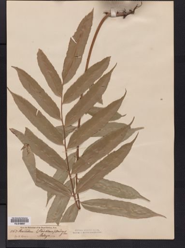 Lomariopsis