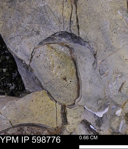 Baculites sp.