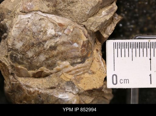 Inoceramus sp.