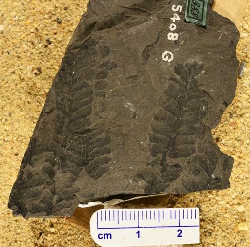 Pecopteris defrancii