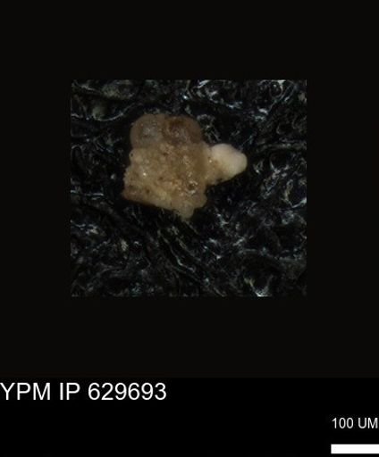 undet. Foraminiferida