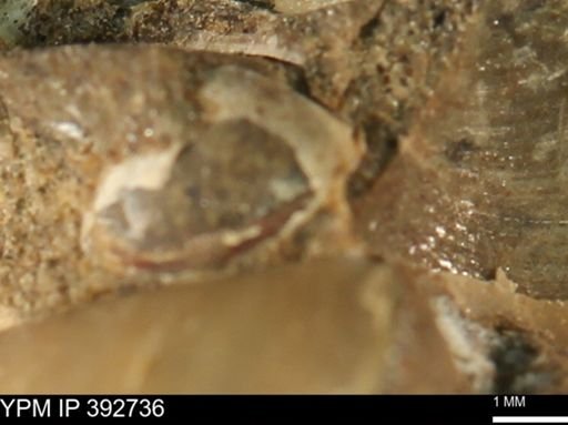Protocardia sp.