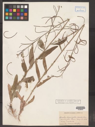 Arabis laevigata