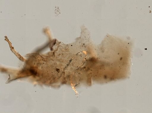 Aplysilla sp.