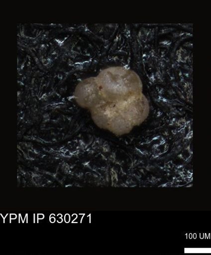 undet. Foraminiferida