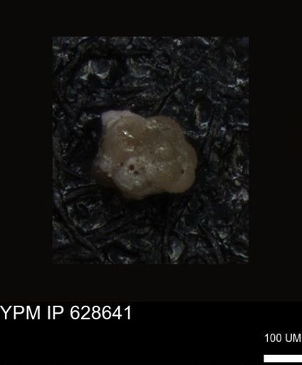undet. Foraminiferida