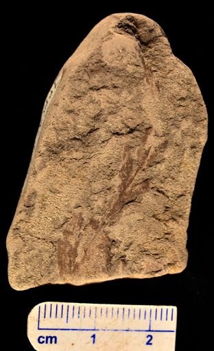 Asplenium dicksonianum