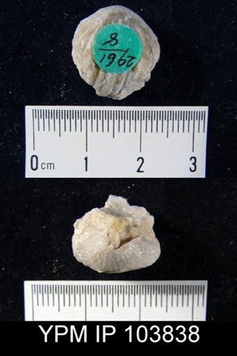 Uncinulus nucleolatus