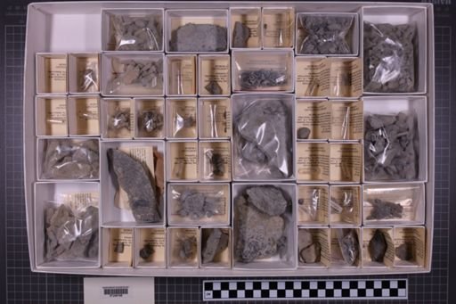 mixed taxa, stratigraphic collection