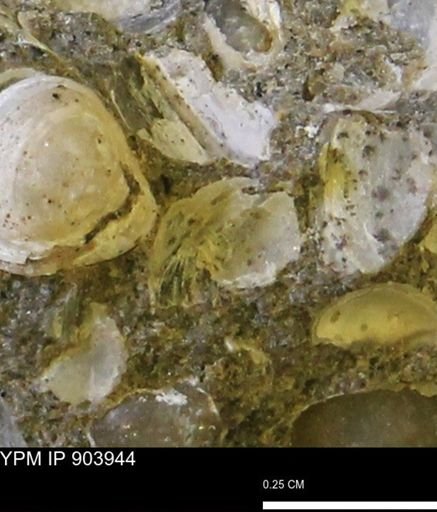 Corbulamella?