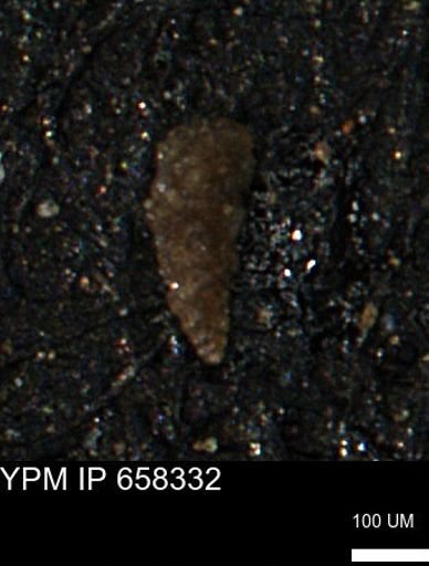 Verneuilinoides kansasensis
