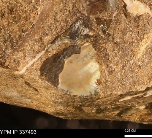 Mollusca