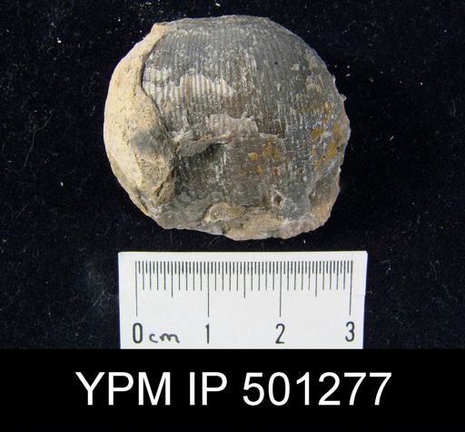 Productus inflatus?