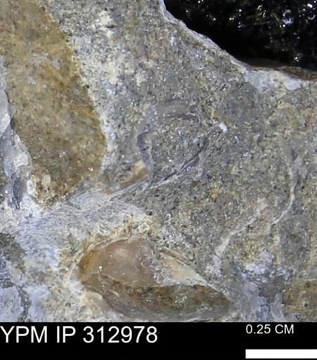 undet. Bivalvia