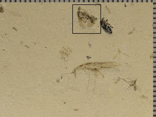 undet. Coleoptera