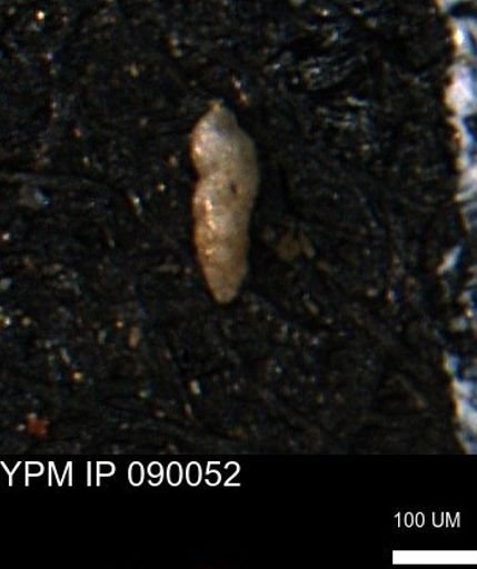 Verneuilinoides kansasensis