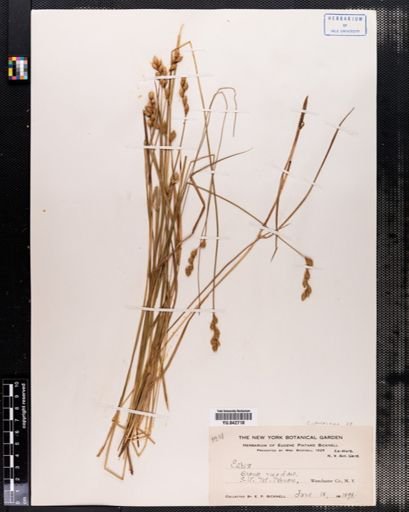 Carex