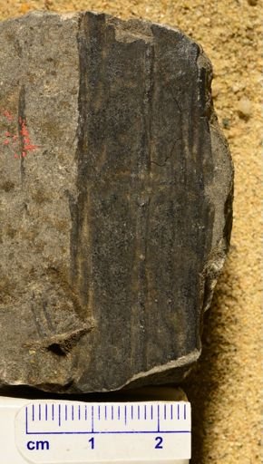 Calamites sp.