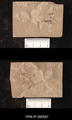 undet. Coleoptera