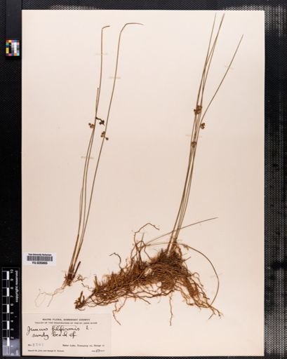 Juncus filiformis